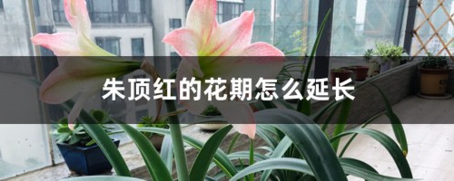 朱顶红的花期怎么延长