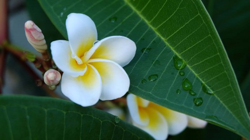 鸡蛋花