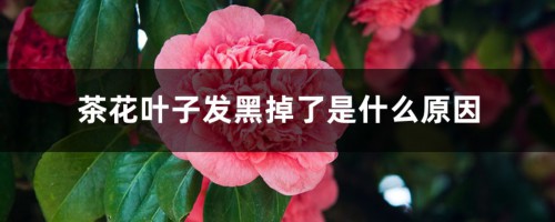 茶花叶子发黑掉了是什么原因