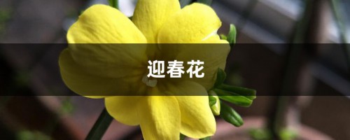 迎春花掐根“枝条”种土里，用上这“技巧”，提前赏花不用愁！