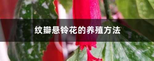 纹瓣悬铃花的养殖方法，怎么修剪开花