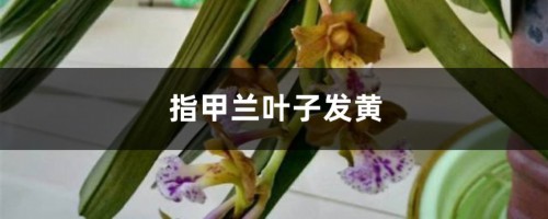 指甲兰黄叶的原因和处理办法