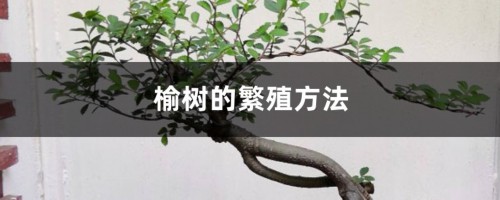 榆树的繁殖方法